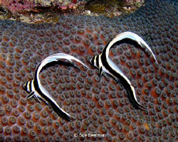 Two Juvenile Spotted Drums in Utila by Susan Beerman 